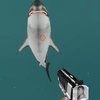 Jogo · Tubarão Caçador 2